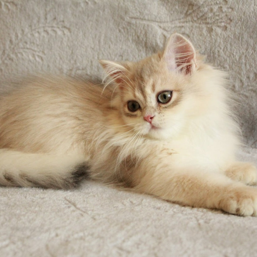 Kaiser British Longhair male, blue golden chinchilla