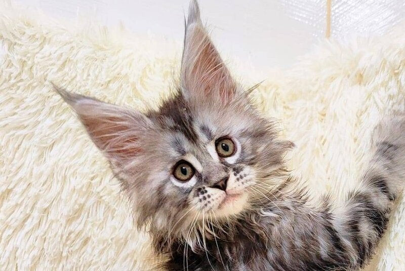 Pudra Maine Coon female black silver tabby live animals