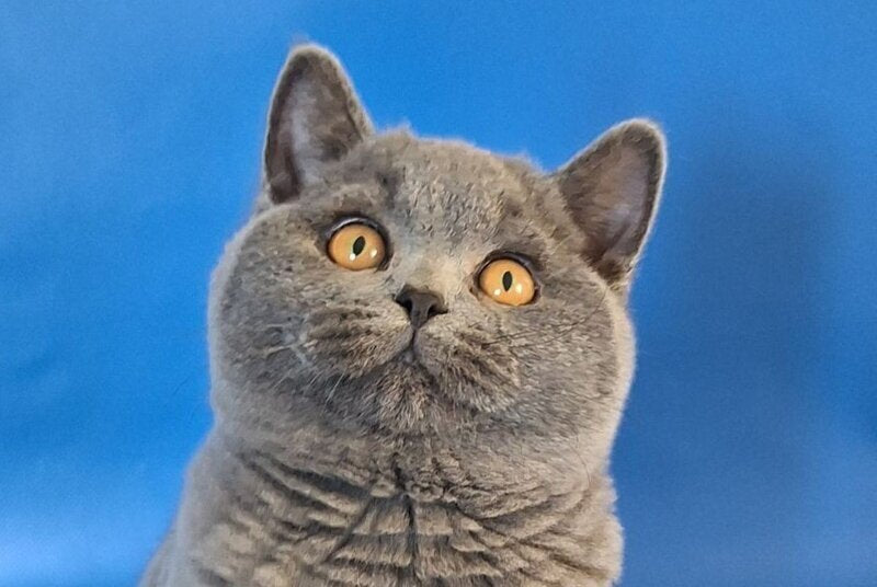 Igrik British Shorthair male, blue