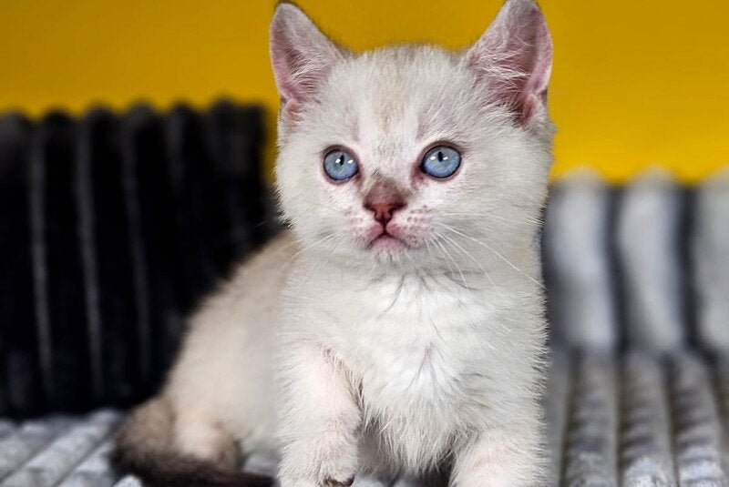 Michael Munchkin male, blue pointed tabby