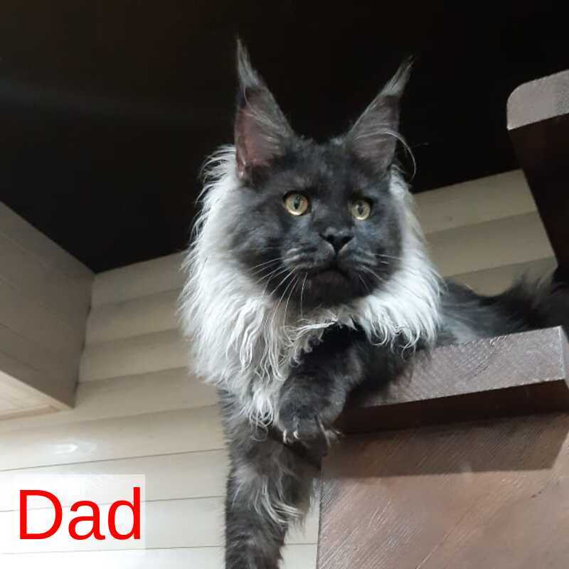 Dustin Maine Coon male black silver live animals