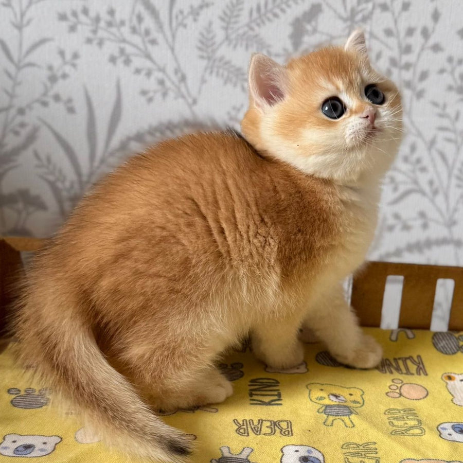 Wilma British Shorthair female, black golden chinchilla
