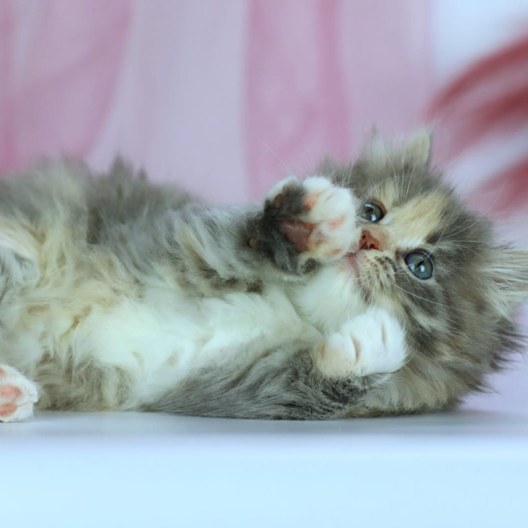 India Siberian female, blue tortie with white spotted tabby