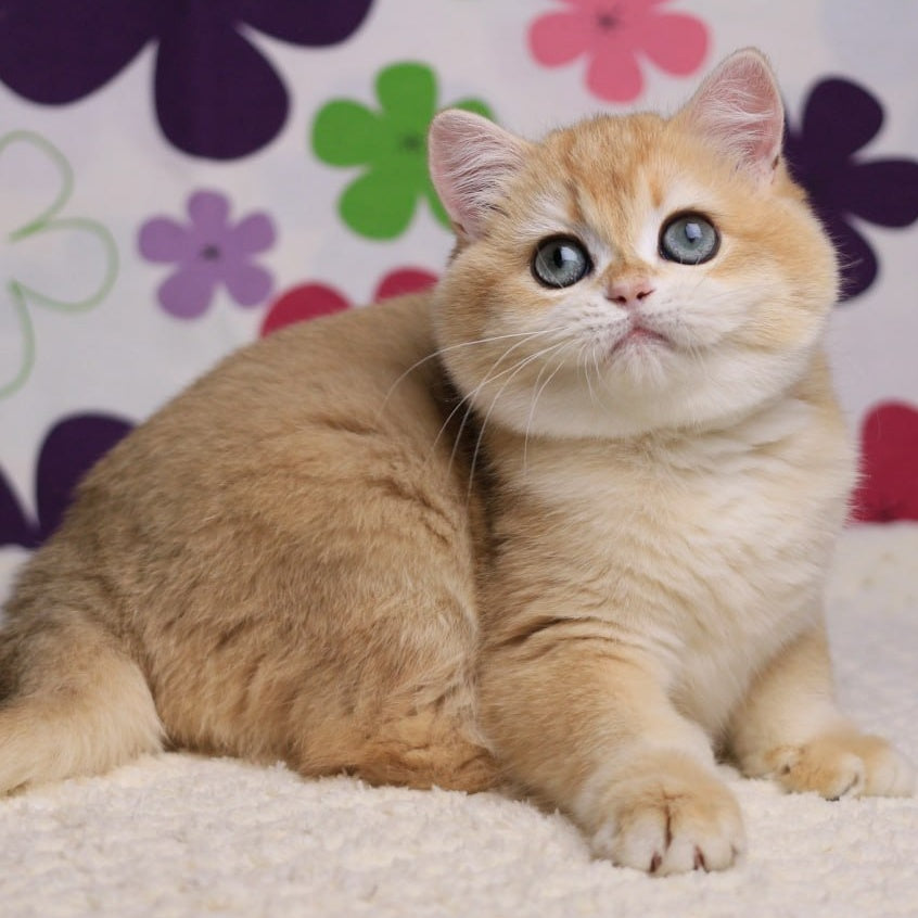 Percy British Shorthair male, black golden chinchilla