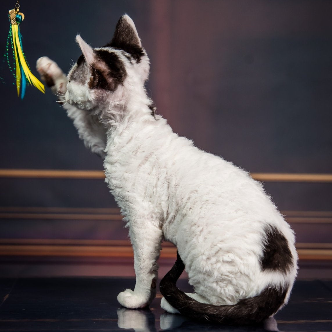 Kiki Devon Rex female, black harlequin