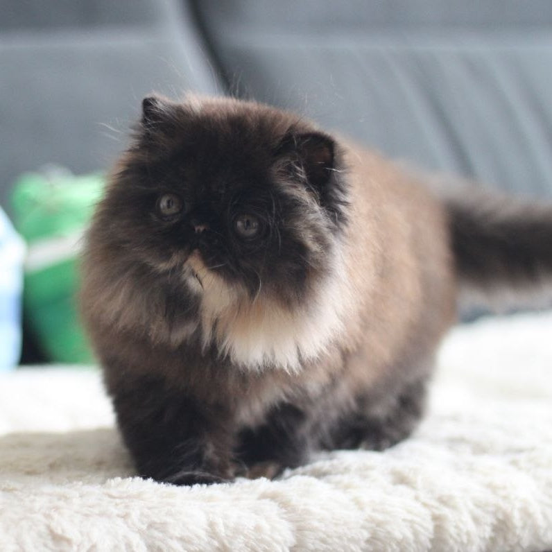Citadel Persian female, black tortie