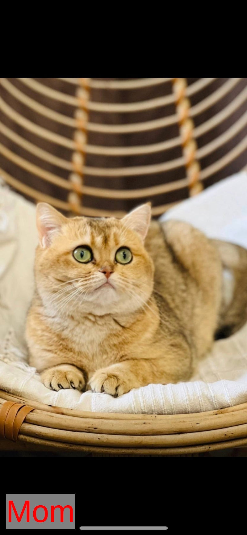 Sima Scottish Fold female black golden spotted tabby - live animals