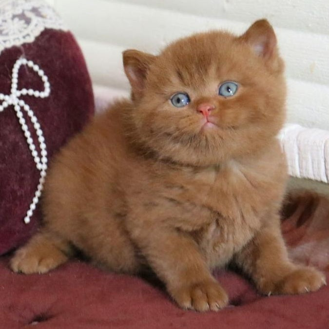 Redmy British Shorthair female, cinnamon