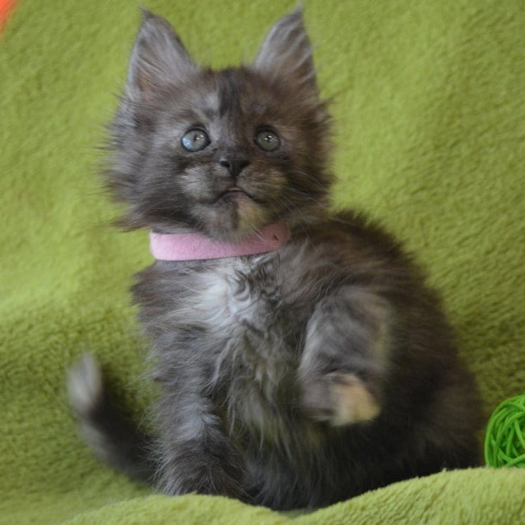 Kiwi Maine Coon female, black tortie silver