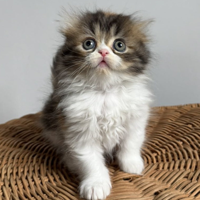 Kitty Scottish Fold female, black tortie tabby bicolour