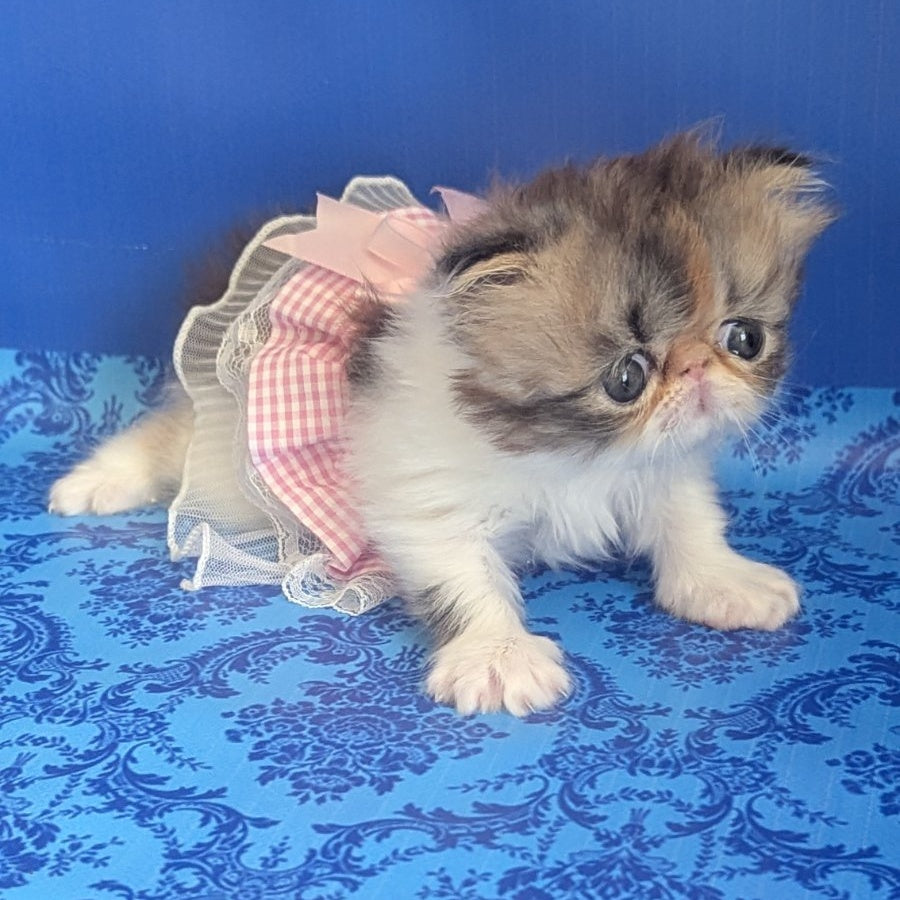 Roksolana Persian female, black tortie tabby harlequin