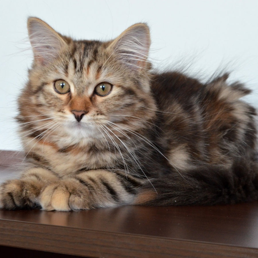 Tamina Siberian female, black tortie tabby