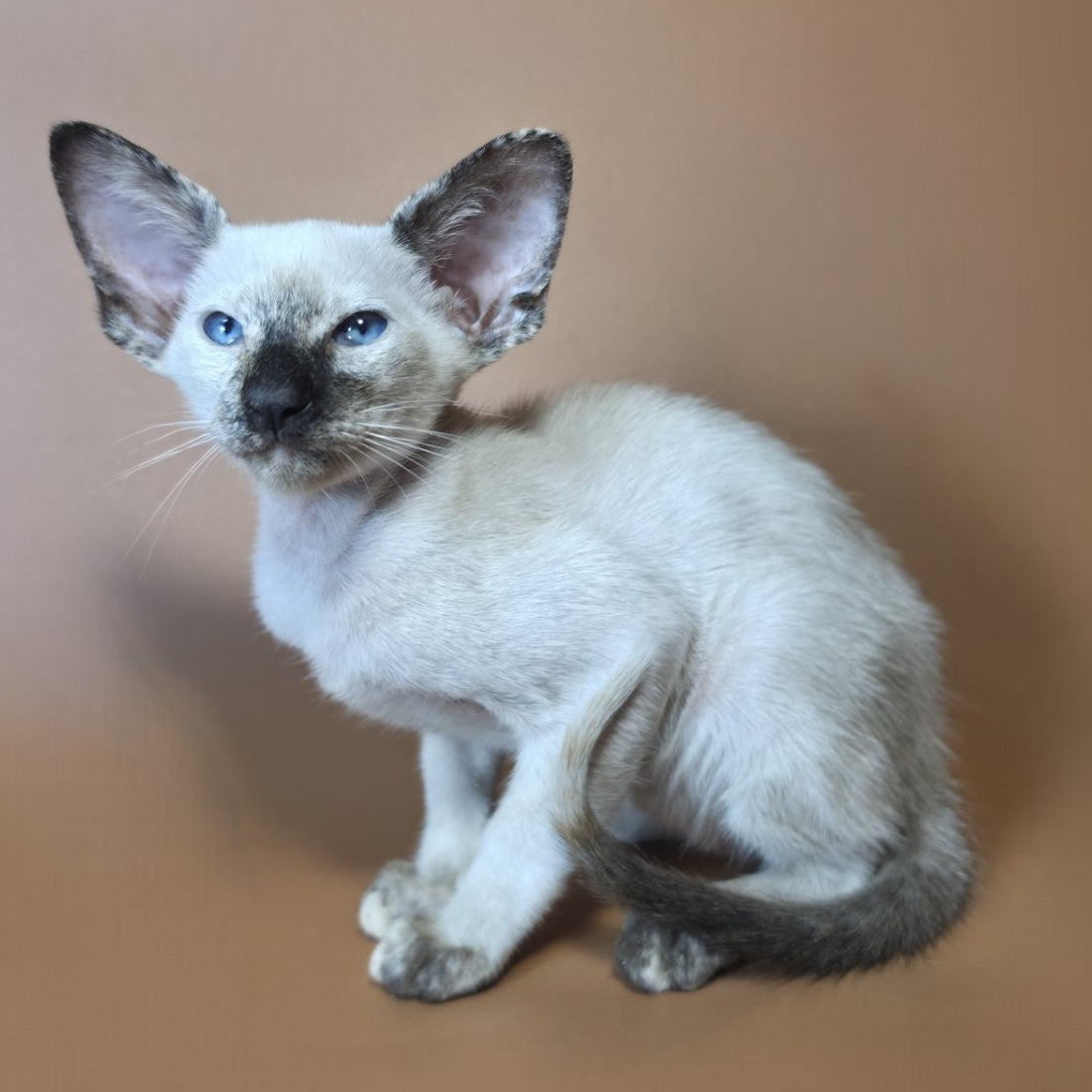 Lyra Siamese female, black tortie