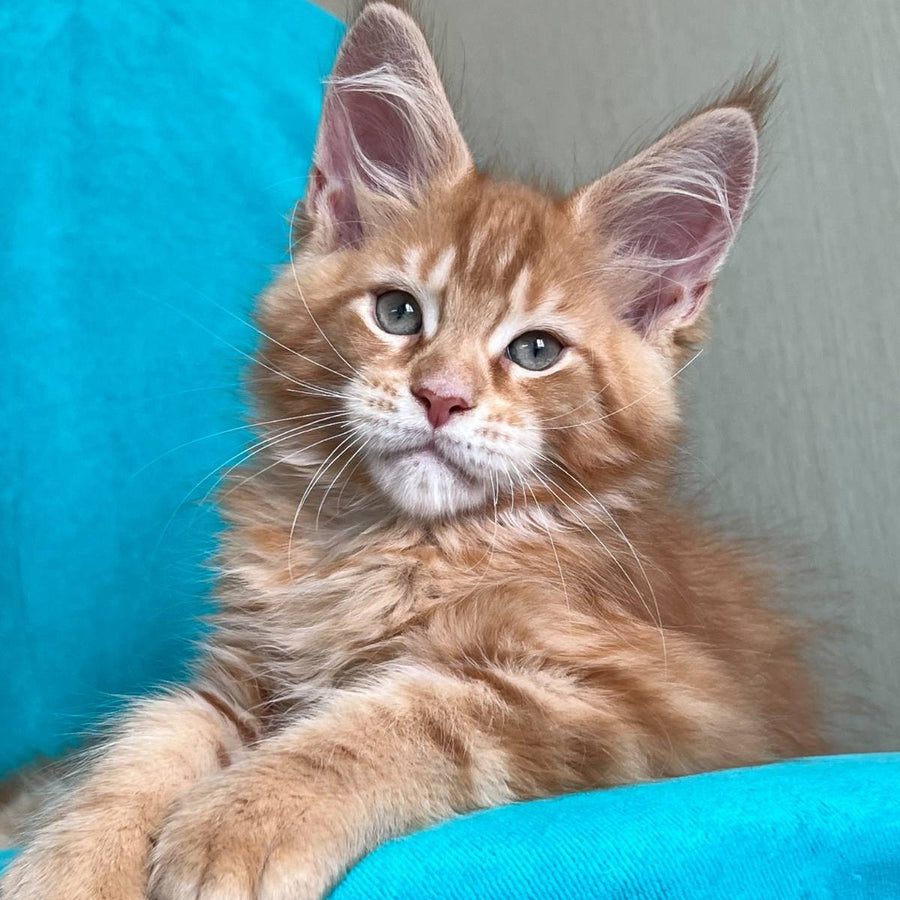 Zlatozar Maine Coon male, red tabby