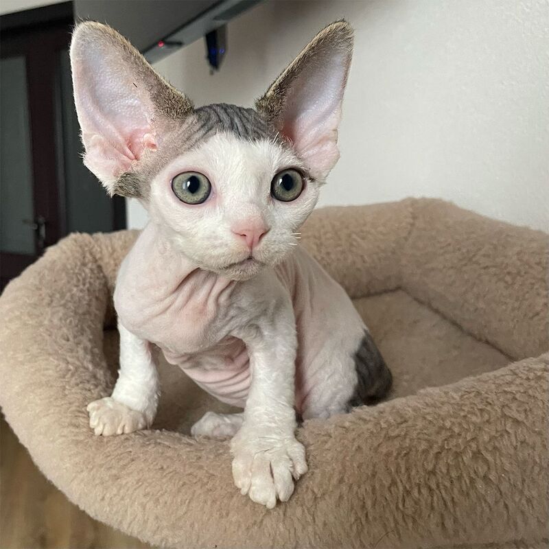 Iron Vale Devon Rex male black van spotted tabby - live animals