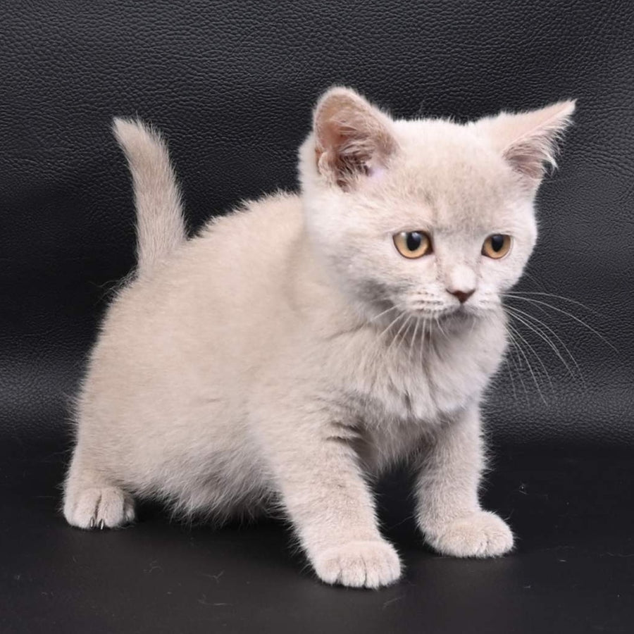 Nikki British Shorthair female, fawn