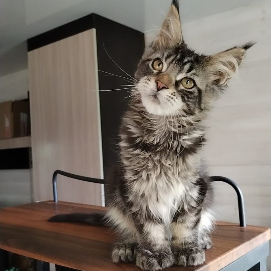 Yvaine Maine Coon polydactyl 6x6x6x6 female, black tabby