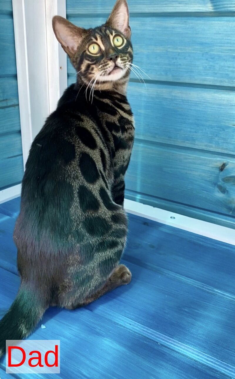 Azura Bengal female black spotted tabby - live animals