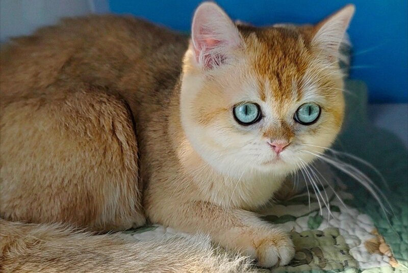 Cindy British Shorthair female, black golden chinchilla