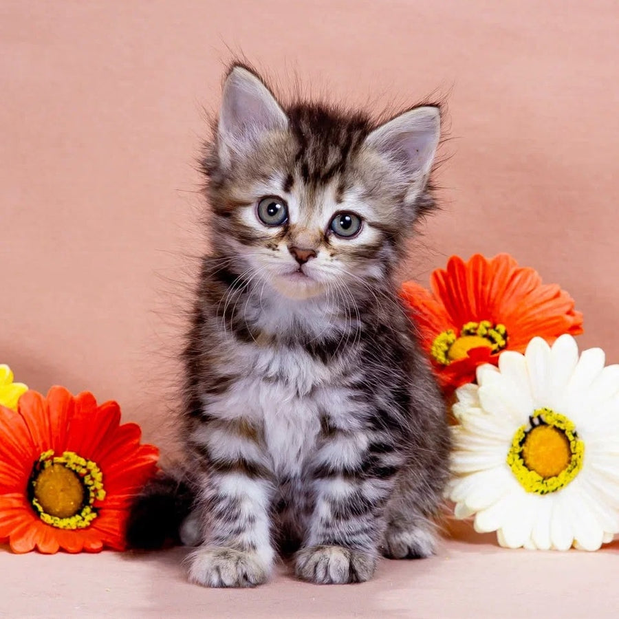 Zannet Siberian male, black tortie spotted tabby