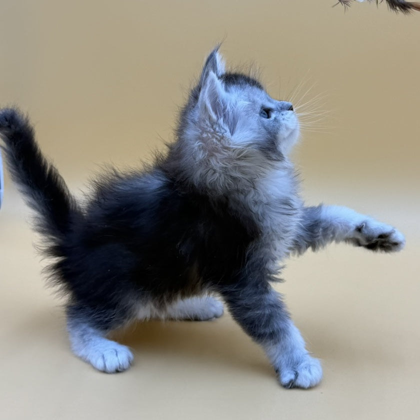 Hofi Maine Coon male, black silver ticked tabby