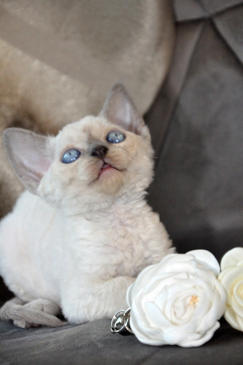 Agatha Devon Rex female, blue pointed