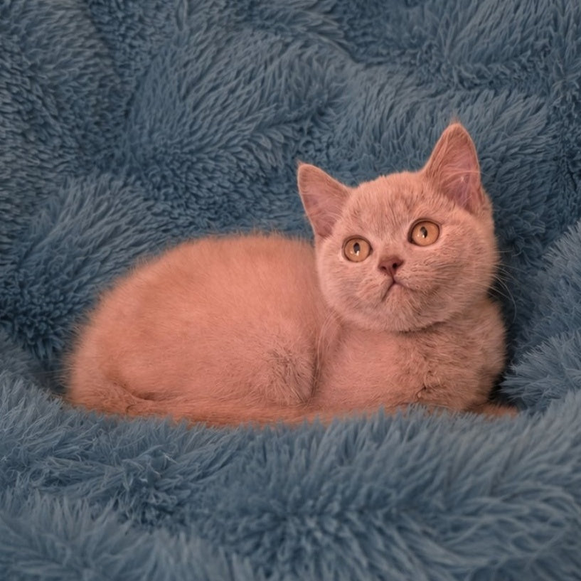 Like British Shorthair male, lilac