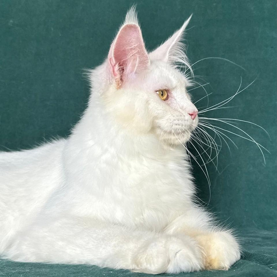 Dorothy Maine Coon female, red silver chinchilla