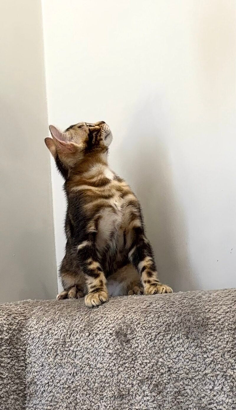 Bazzi Bengal male black tabby - live animals