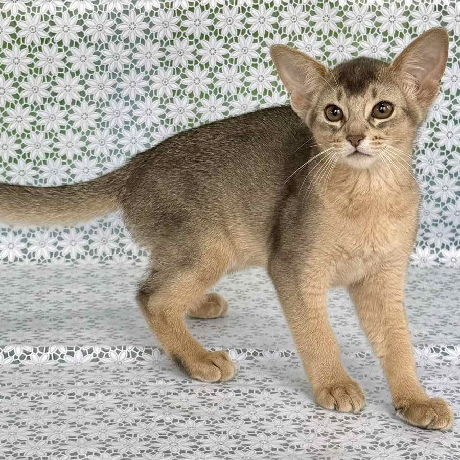 Fiesta Abyssinian female, blue