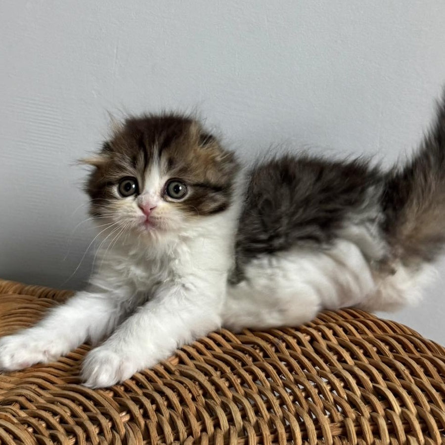 Kash Scottish Fold female, black tabby bicolour