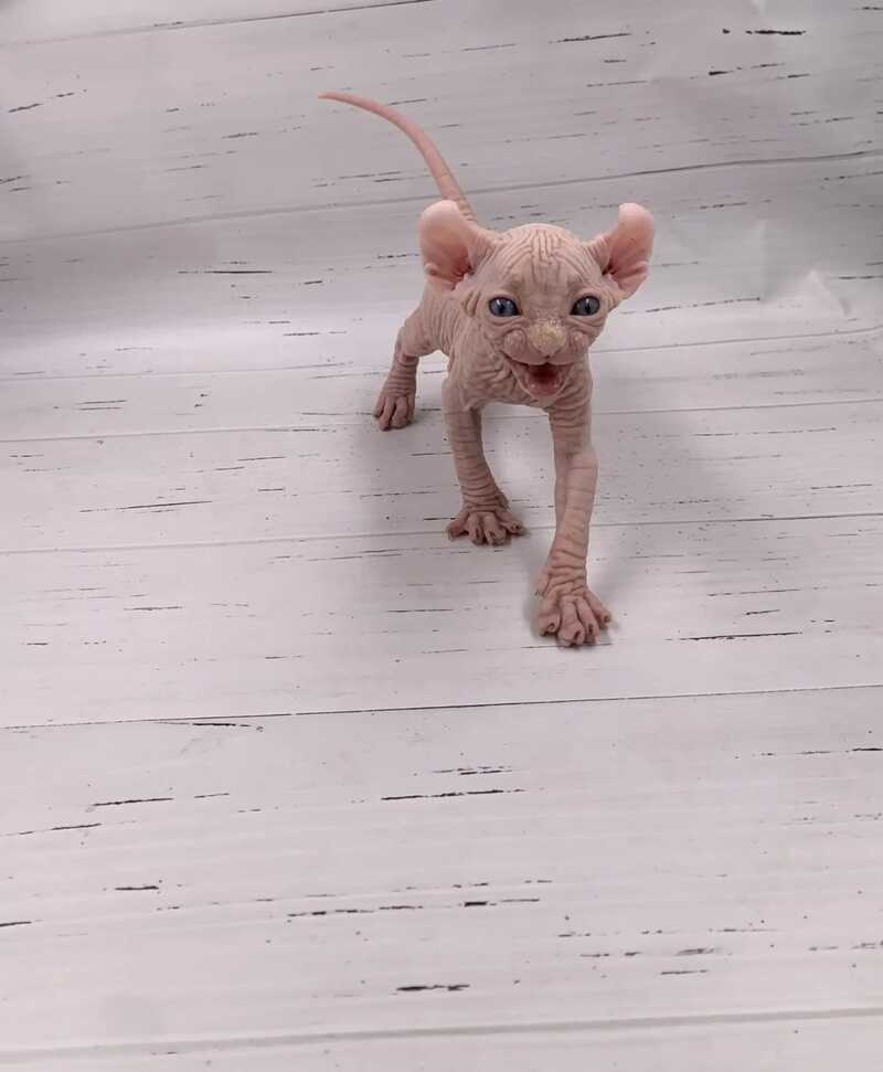 Assol Elf female white - live animals