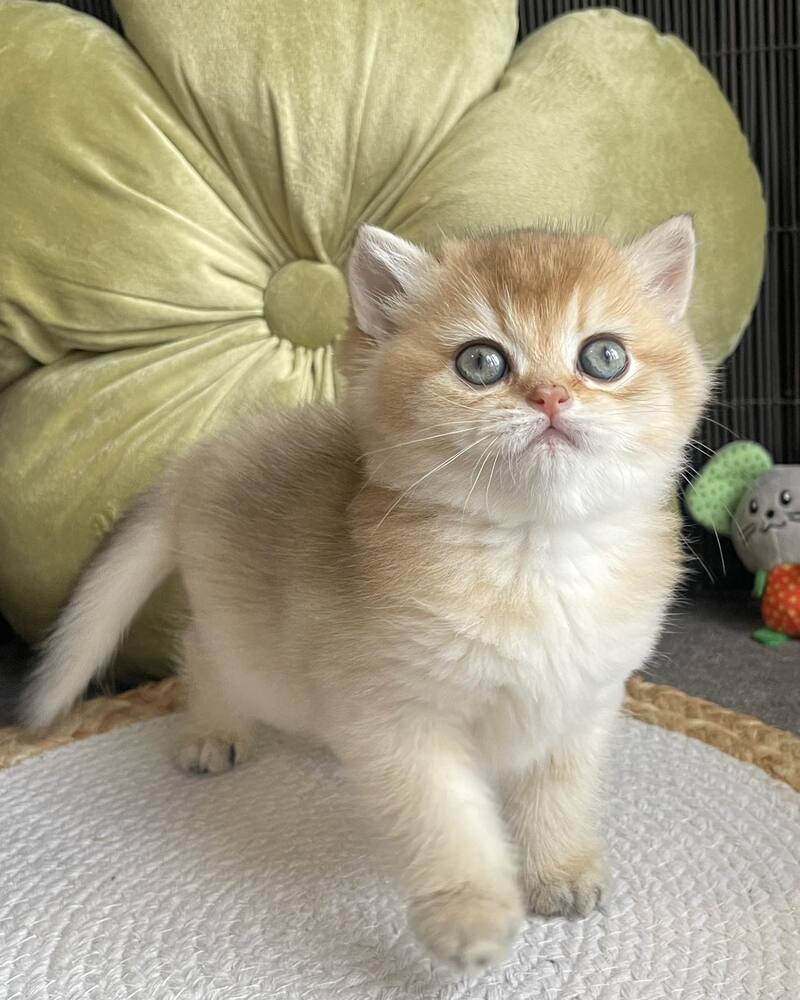 Wishenka British Shorthair female black golden ticked tabby - live animals
