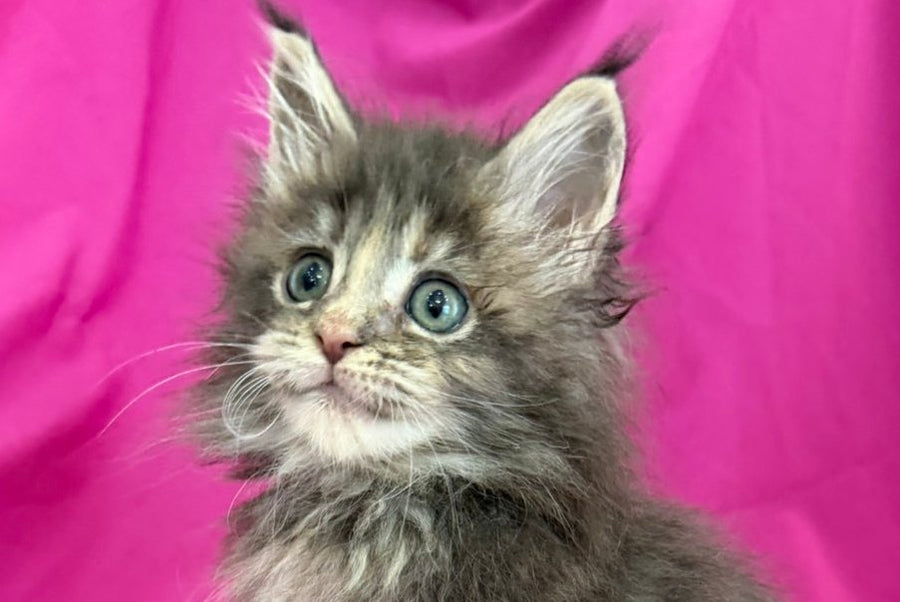Wanessa Maine Coon female black tortie tabby live animals
