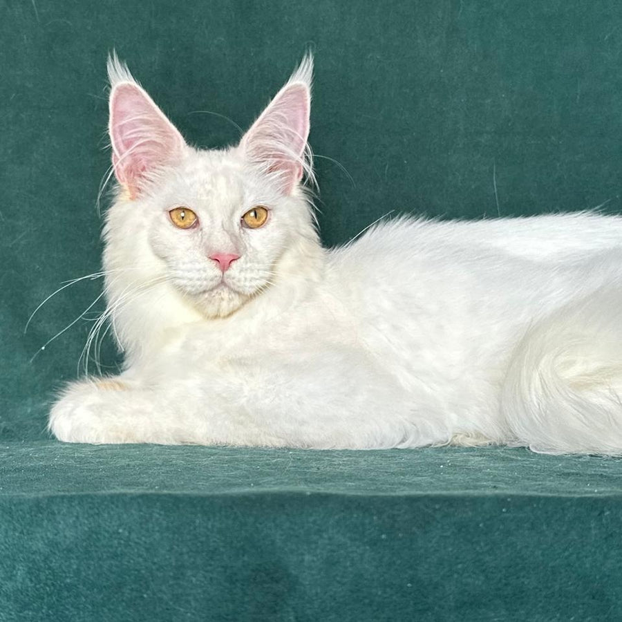 Dorothy Maine Coon female, red silver chinchilla