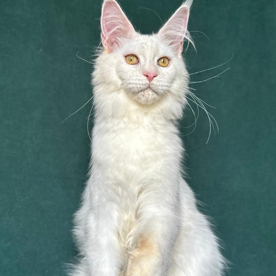 Dorothy Maine Coon female, red silver chinchilla