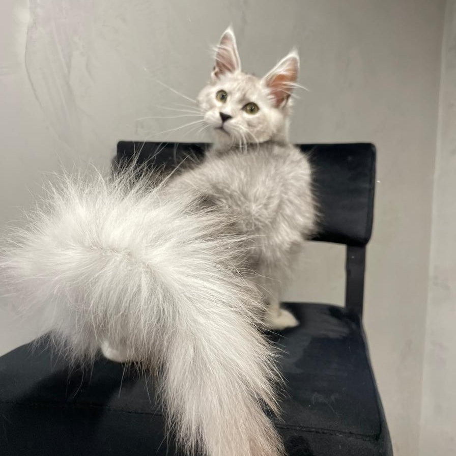 Kira Maine Coon female, black silver bicolour ticked tabby