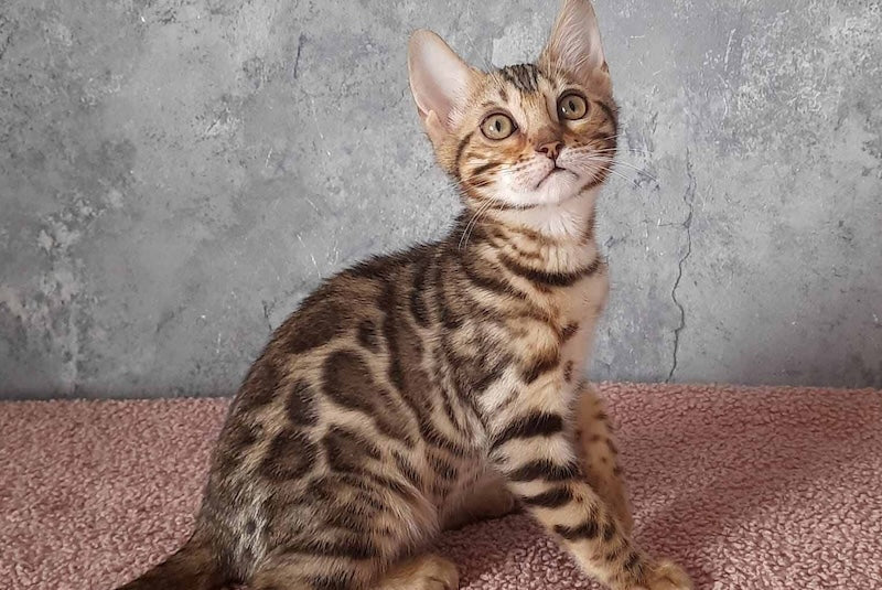 Michelle Bengal female black spotted tabby - live animals