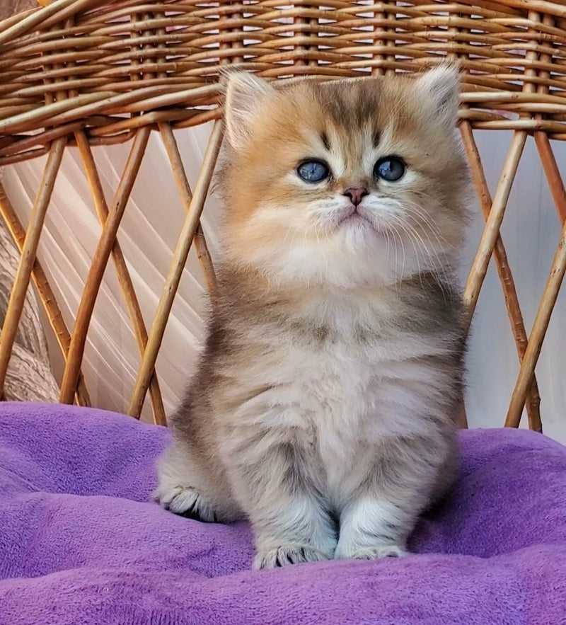 Zephir British Longhair male black golden ticked tabby - live animals