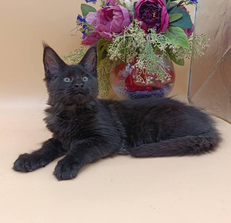 Iris Maine Coon female black silver - live animals