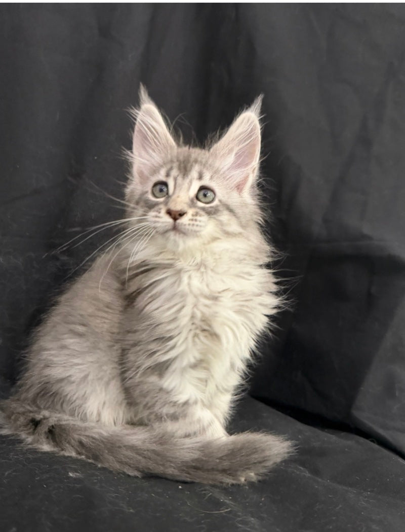 Zelda Maine Coon female, blue silver tabby