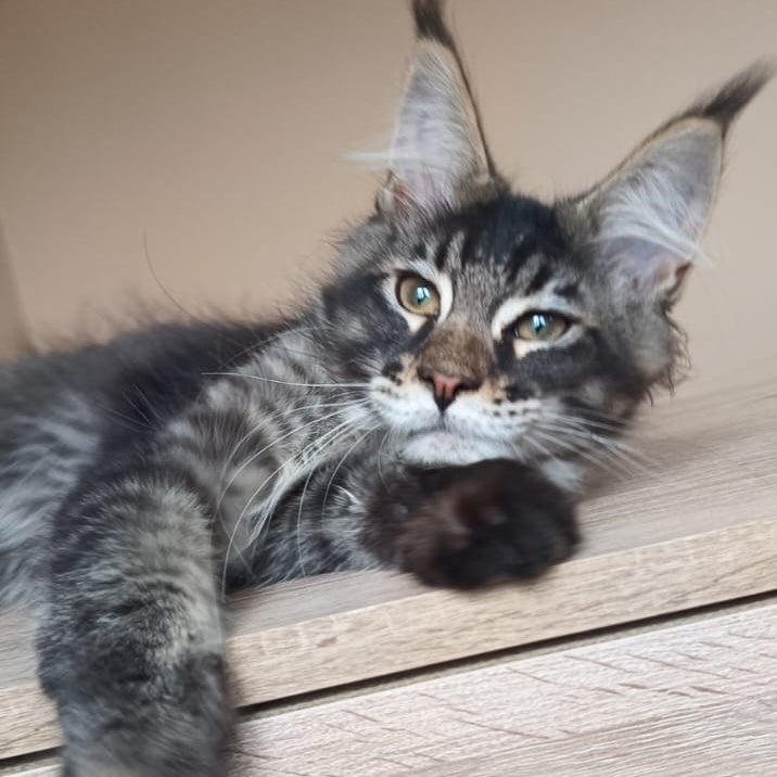 Esma Maine Coon female, black ticked tabby