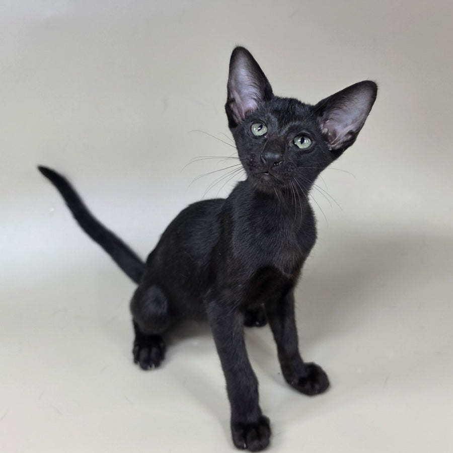 Xolotl Oriental Shorthair male, black