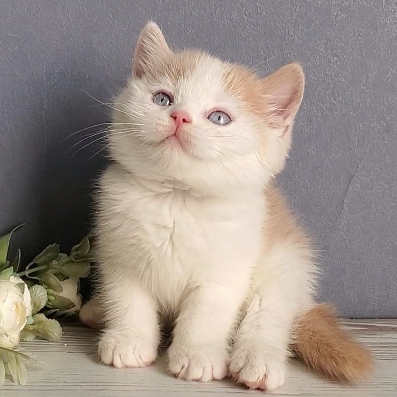 Duke British Shorthair male, cream bicolour