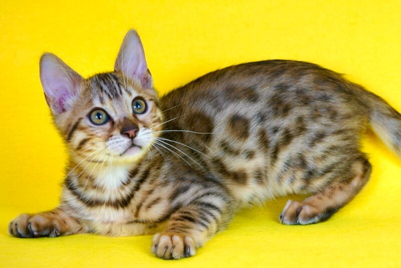 Jaguar Bengal male, black spotted tabby