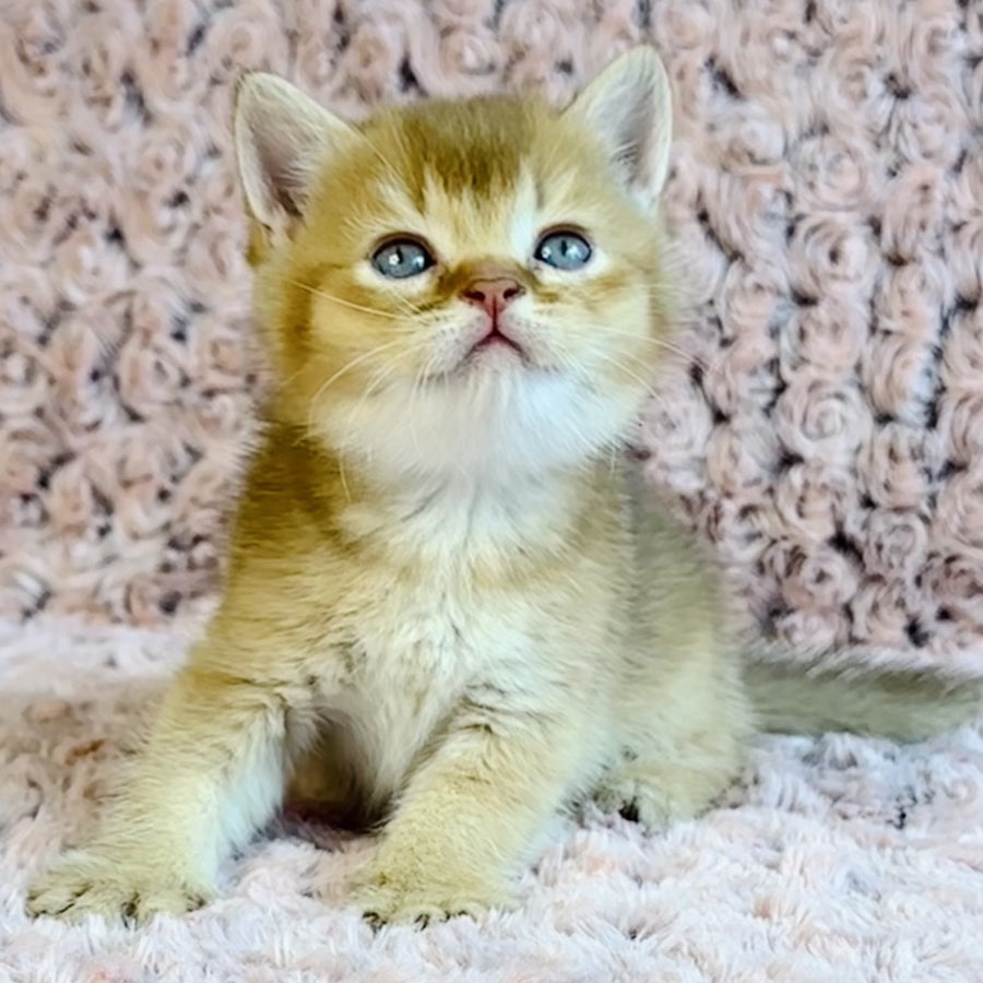 Golden Prince British Shorthair male, cinnamon golden shaded