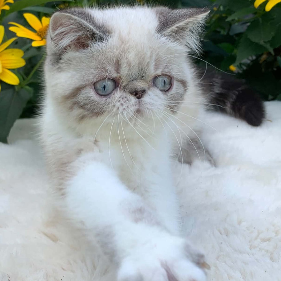 Margo Exotic female, black tabby pointed bicolour