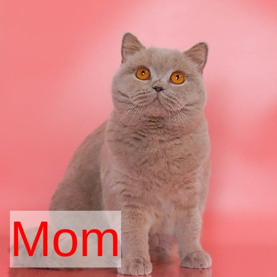 Fantasy Munchkin female, cinnamon bicolour