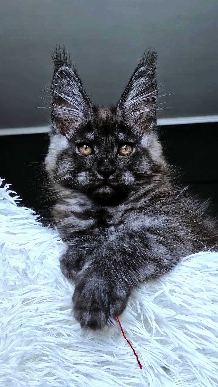 Kasperov Maine Coon male, black silver