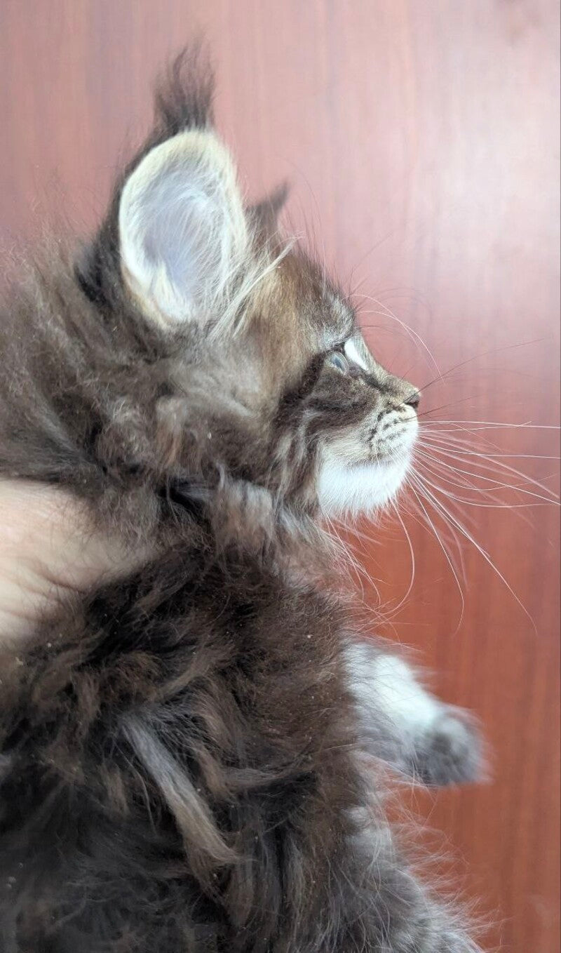 Odilia Maine Coon female black tabby live animals